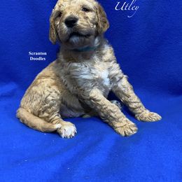 Goldendoodle Puppies from Scranton Goldendoodles