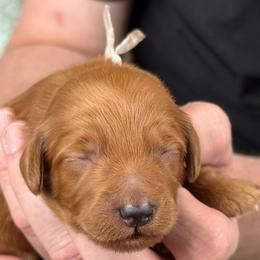 Pink - Apricot female Goldendoodle puppy in Herriman, Utah from Sunnydoodle Utah