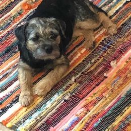 Border Terrier All Grown Up from Hardtack