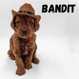 Bandit - Red  male Goldendoodle puppy in Eagle Mountian, Utah from The Puppy Family