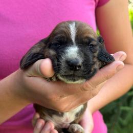 Male 6 - Mahogany and white male Basset Hound puppy in Lindley, New York from Hill Top Basset Hounds & Cane Corso