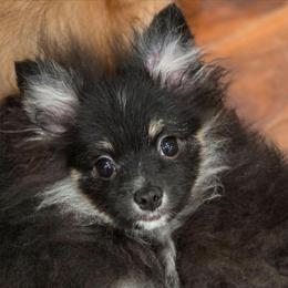 Zues - Tri-colored male Pomeranian puppy in El Centro, California from BabyBooPoms