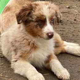 Miniature Australian Shepherds from Hammon Ranch Aussies