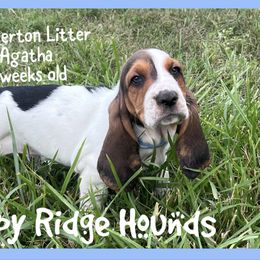 Agatha - Black brown and white female Basset Hound puppy in Mebane, North Carolina from Happy Ridge Hounds