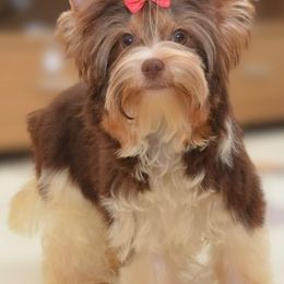 Rosette - Biewer Terrier