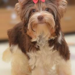Rosette - Biewer Terrier