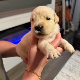 Hopper (Red) - Light golden male Golden Retriever puppy in Jacksonville, Florida from River City Golden Retrievers