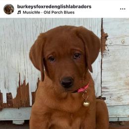 Patty - Yellow female Labrador Retriever puppy in Littlefield, Arizona from Susan Burkey