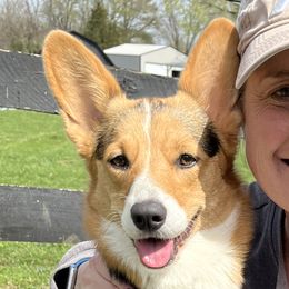 Poppy - Pembroke Welsh Corgi
