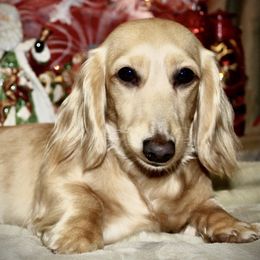 Marygold - Dachshund