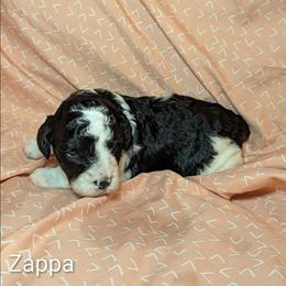 Zappa - Black and white male Cockapoo puppy in Sunset, Louisiana from Cano Cockapoos