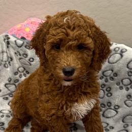 Bear - Red  male Goldendoodle puppy in Maricopa, Arizona from AZ Designer Goldendoodles