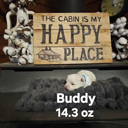 Buddy - White male Maltese puppy in Terrell, Texas from PBJ Farms