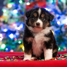 Wizard - Black tri male Miniature American Shepherd puppy in Groesbeck, Texas from Epic Miniature American Shepherds