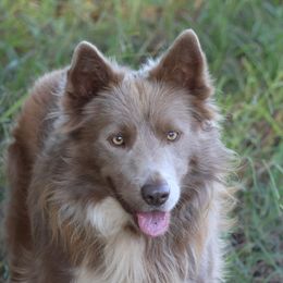 Turbo - Border Collie