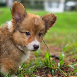 Ron - Sable male Pembroke Welsh Corgi puppy in Tallahassee, Florida from Koko's Korgis