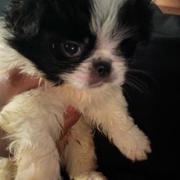 Boy 1 - White and black male Japanese Chin puppy in Connecticut from Lissette's pups chins and bullies