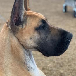 Great Danes from VZTop Danes