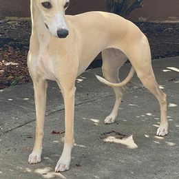 Whippets from Atelier