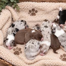 Daisy - Black tri-color female Australian Shepherd puppy in Placerville, California from BFF Aussies