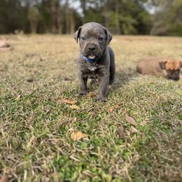 Blue collar - Gray brindle male Cane Corso puppy in Opelousas, Louisiana from Azelees Cane Corso