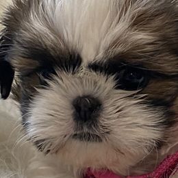 Poodles and Shih Tzus from Carolina Dream Standard Poodles and Shihtzu’s