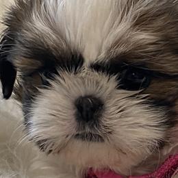 Poodles and Shih Tzus from Carolina Dream Standard Poodles and Shihtzu’s