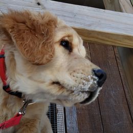 Golden Retriever Puppies from KM Golden Retrievers