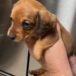 Dachshunds from Portier’s Mini Dachshunds