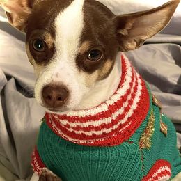 Cookie - Chihuahua