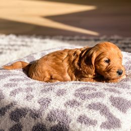 Goldendoodle Puppies from Bundy Farm