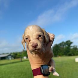 MWM3 cream or red - Cream male Dachshund puppy in Carthage, Texas from Rafter C Ranch Doxies