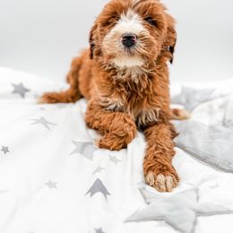 Rudolph - Red  male Goldendoodle puppy in Belton, South Carolina from Poodley Doodley Doo