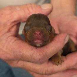Boy 2 - Chocolate and tan male Yorkshire Terrier puppy in Bucyrus, Ohio from Dyer's Beauties