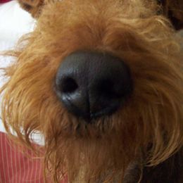 Diego - Airedale Terrier