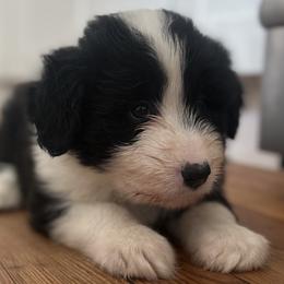 Bearded Collie and Border Collie Puppies from Beloved Bearded & Border Collies
