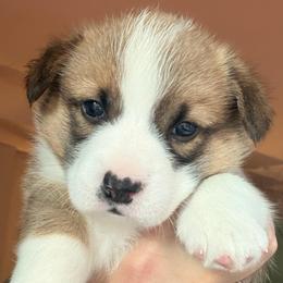 Nala - Yellow girl - Red female Pembroke Welsh Corgi puppy in Woodinville, Washington from Heatherland Corgis