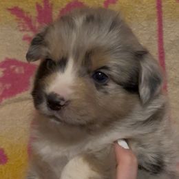Tillie - Blue merle female Miniature Australian Shepherd puppy in North Lakeport, California from Wild Rose Ranch