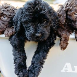 Double Doodle and Labradoodle Puppies from Delightfully Double Doodles