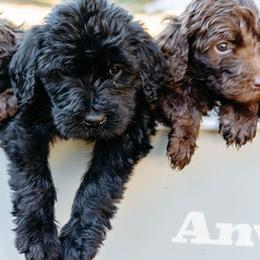 Double Doodle and Labradoodle Puppies from Delightfully Double Doodles