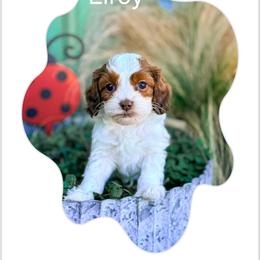 Elroy - TOY SIZED - Sable and white male Cockapoo puppy in Pledger, Texas from Sugarbear Cockapoos