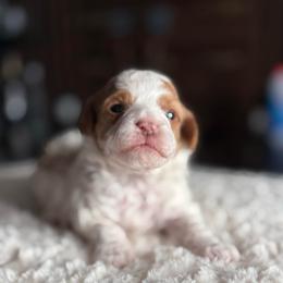 Hermes - Parti male Poodle puppy in South Jordan, Utah from Wasatch Pup