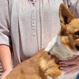 Cowboy - Pembroke Welsh Corgi