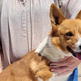 Cowboy - Pembroke Welsh Corgi