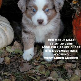 Boy 2 - Miniature Australian Shepherd puppy in Oshoto, Wyoming from Way Out West Toy & Mini Aussies