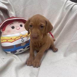 Jessie - Golden rust female Vizsla puppy in Bloomington, Indiana from Envizion