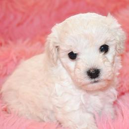 Clover - White female Maltipoo puppy in Rainbow City, Alabama from Southland Farm Kennels