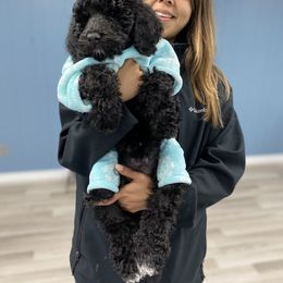 Goldendoodle Puppies from Labradoodleday