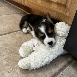 Miniature Australian Shepherd and Pembroke Welsh Corgi Puppies from Sorrel Sands Corgis & Mini Aussies