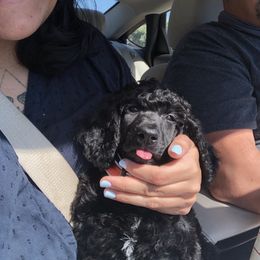 Poodle All Grown Up from TGT Fancy Pants Poodles